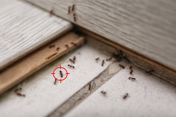 Best Pest Control Near Me in Lowesville, NC