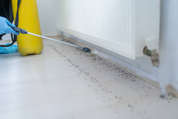 Best Local Pest Control Services  in Lowesville, NC
